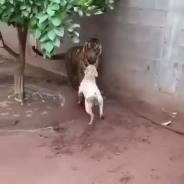 dog vs tiger- Amazing video