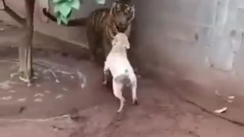 dog vs tiger- Amazing video