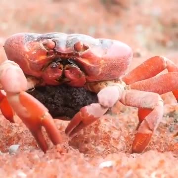 An amazing sight! A huge red crab stopped to feast on small, newly born crabs 🦀