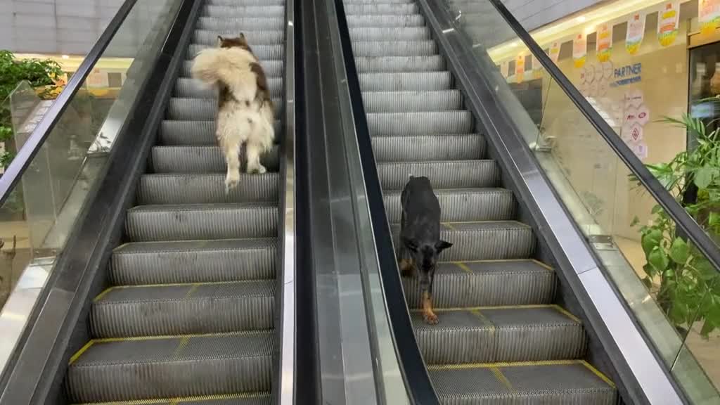 Two dogs can't put one brain together