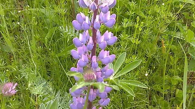 Lupine