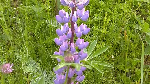 Lupine