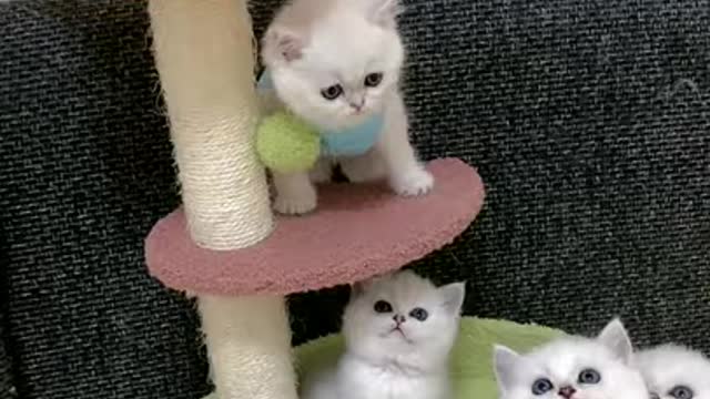 CHINESE CAT VIDEO -CHINESE FUNNY CAT VIDEO