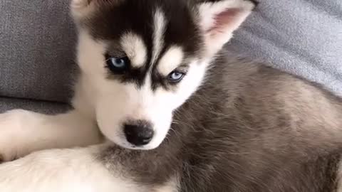 baby husky