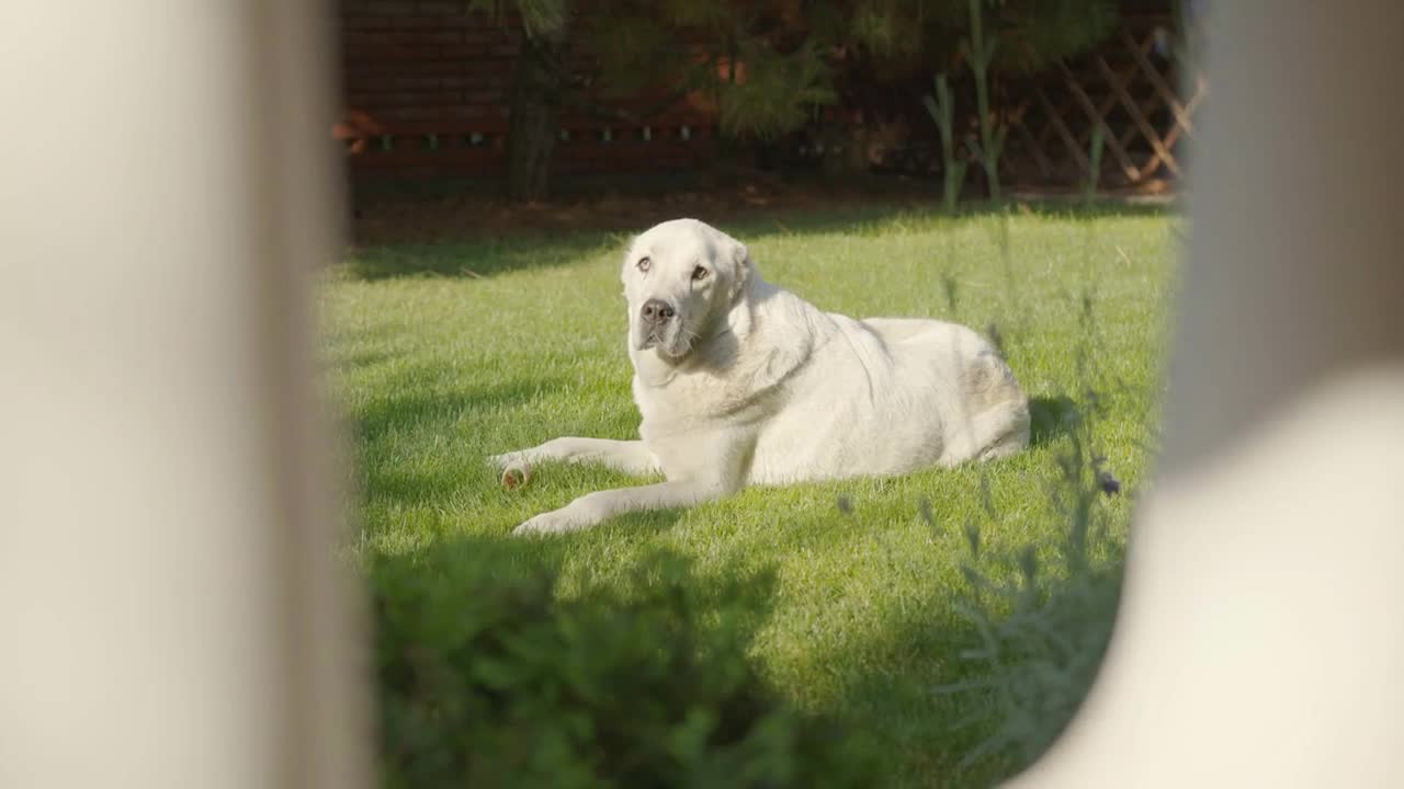 Portrait of Cute Sad Alabai Dog. Blurred Background. Alabai Breed. Summer day