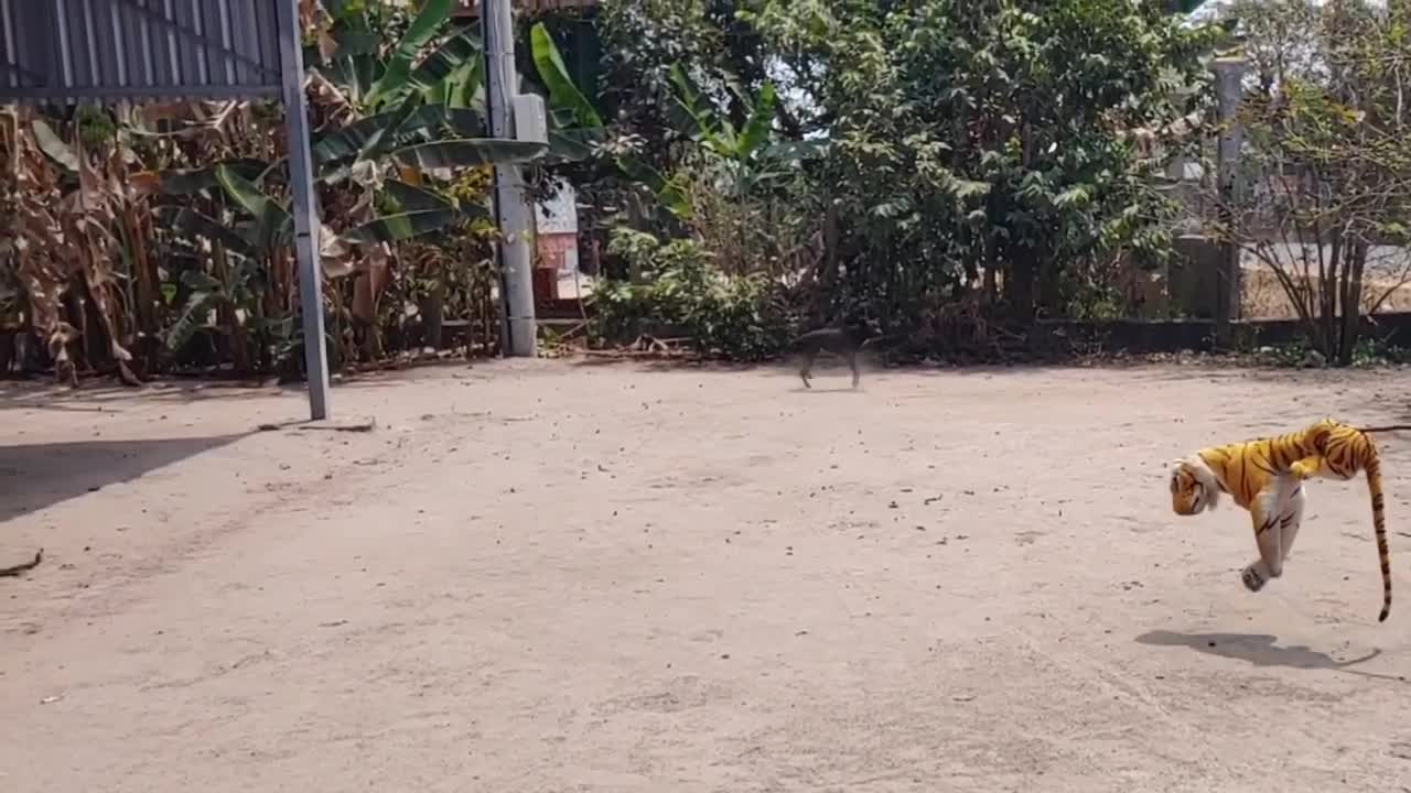 Nice prank dog!!!! try not to scream'''''