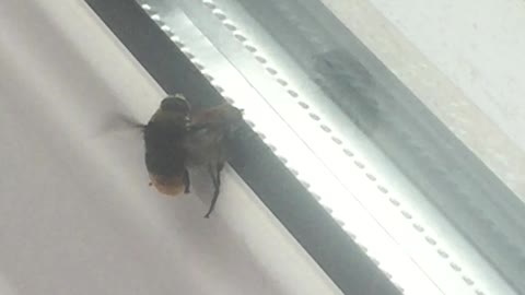 Mating Bees