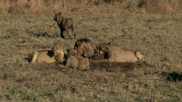 Lions ,Tigers & Bears