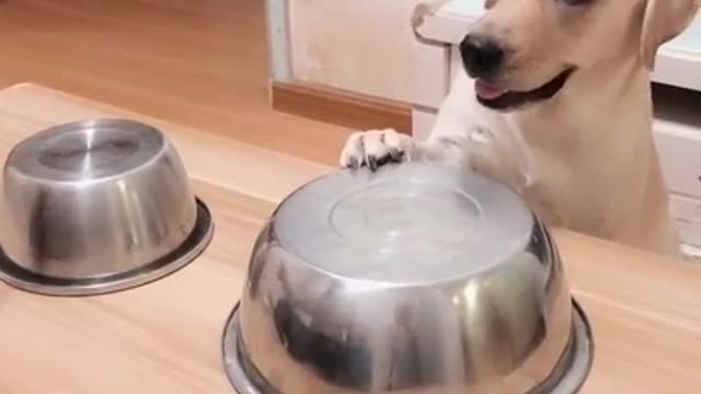 You will get STOMACH ACHE FROM LAUGHING SO HARD 🤣🐶Funny Dog Videos #Short​