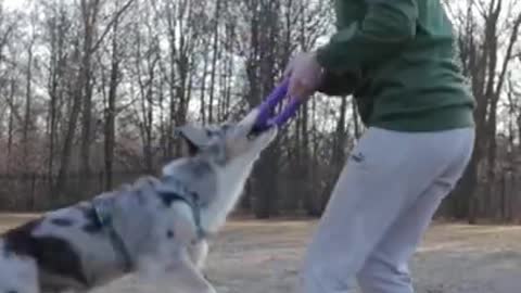 Dog training video