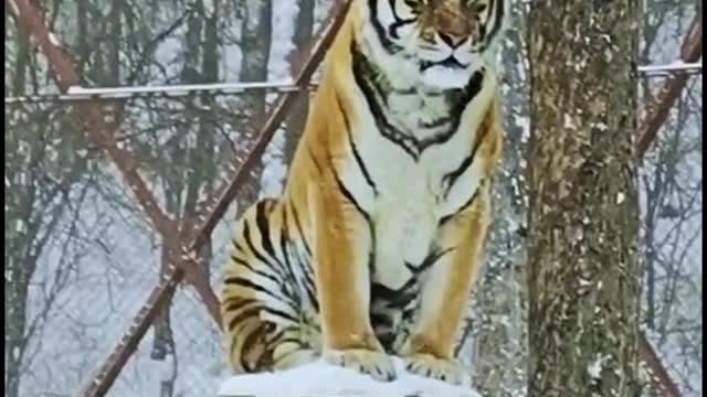 The tiger stands on the post as if it were guarding the door. Won't it feel the cold?