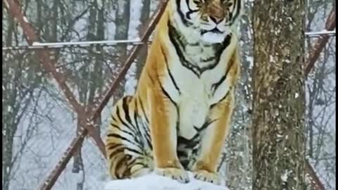 The tiger stands on the post as if it were guarding the door. Won't it feel the cold?