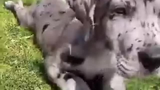 TPNOV21-C9N5-Y6NP-NP2C-PLMN