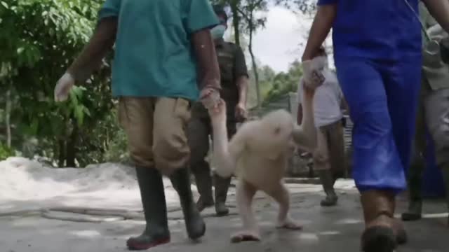 Just wow 😲 | white orangutan 🦧 look It