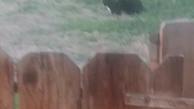 Its a cat?? WHY?!?!