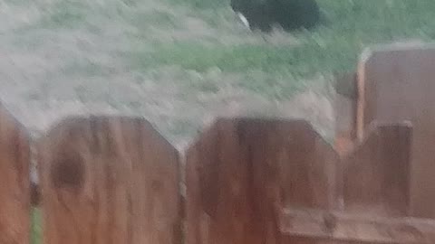 Its a cat?? WHY?!?!