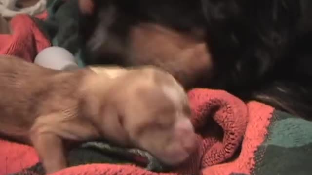 Cavalier King Charles Spaniel Birth!