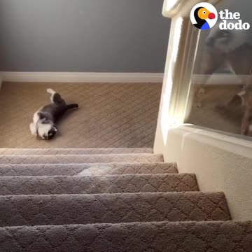 Puppies vs Stairs: Pups Figure Out The Stairs | The Dodo