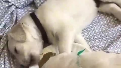 A picture of a family of dogs in harmony