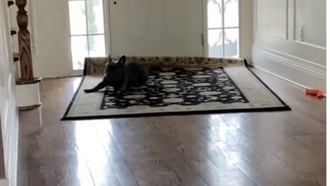 Funniest 🐶 Dogs and 😻 Cats - Try Not To Laugh 🤣 - Funny Pet Animals' Life