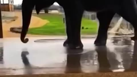 "Funny animals that will make you laugh to tears"