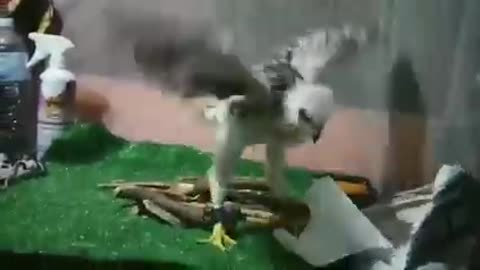 Baby eagle getting a new life