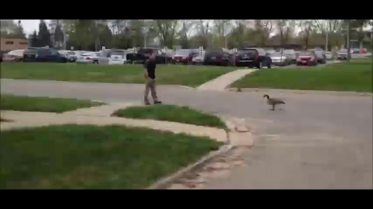 Funny Different Animals Chasing and Scaring People##