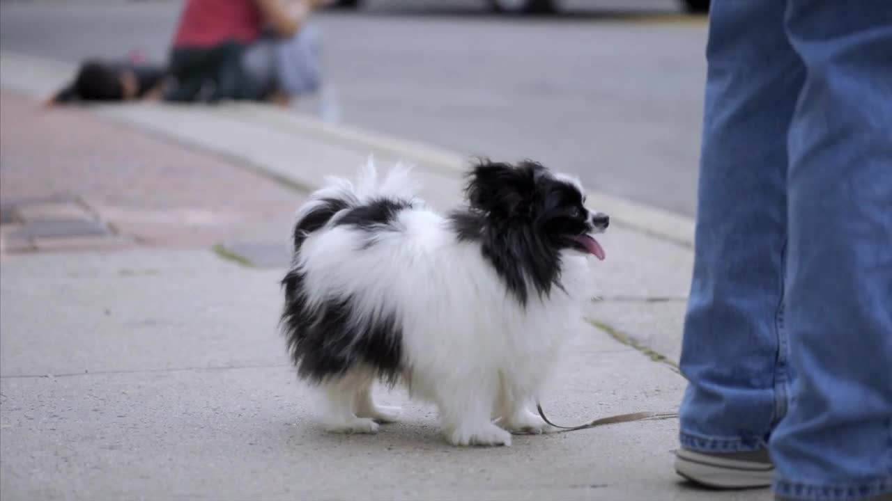 Black and White Papillion Pet Dog