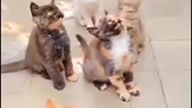 Kittens Directions Check Please hehehe