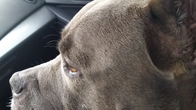 Dog is driving herself to the beach