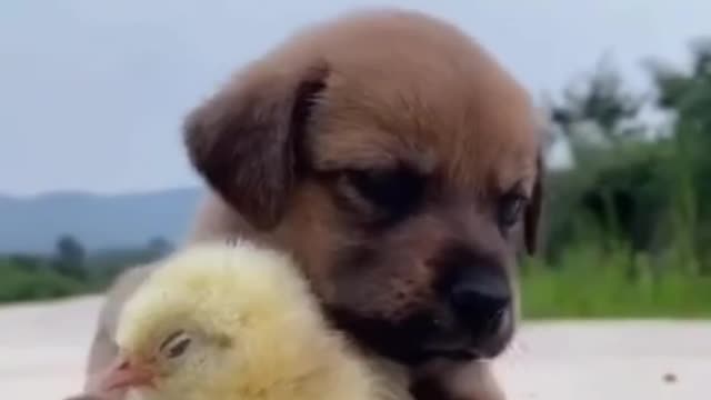 Small chiken and dog 🐶 funny moments