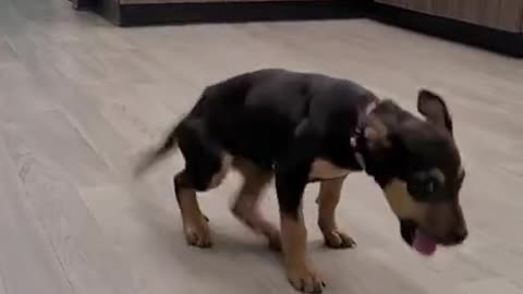 American dog best dog dance.