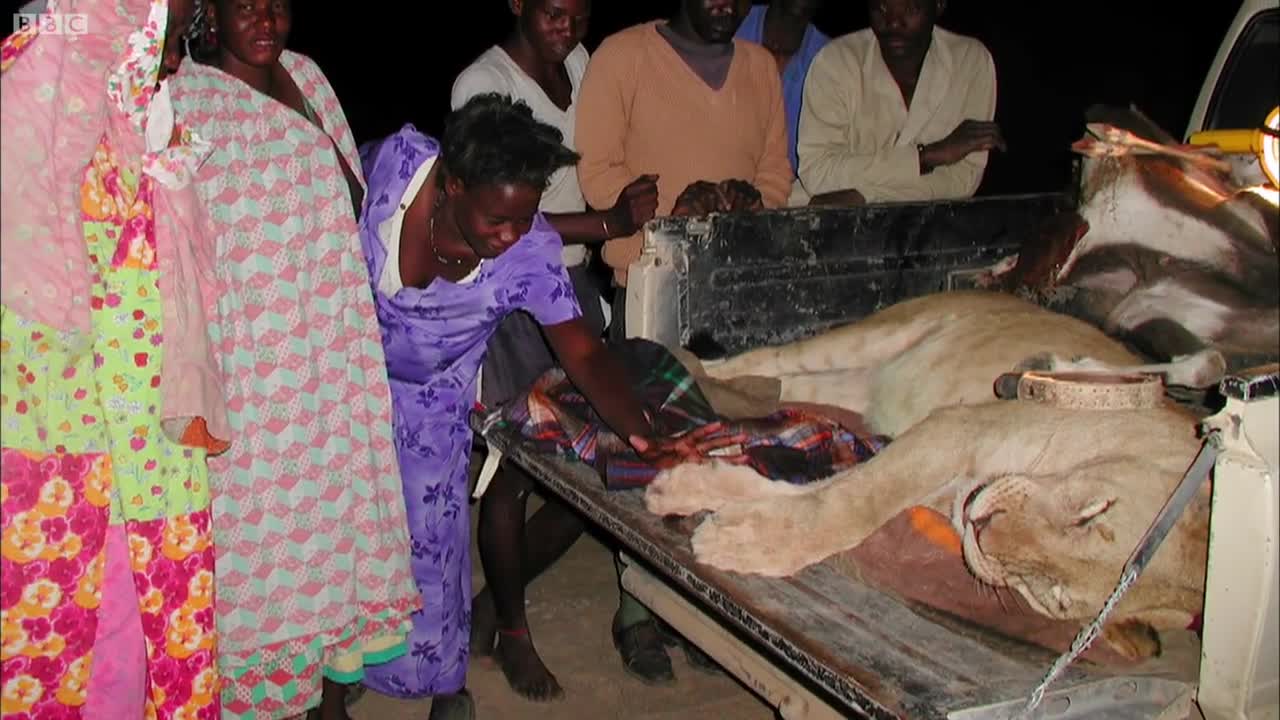 Young Lioness Saved from Angry Villager | BBC Earth