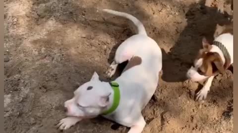 Staff fooling around and digging a hole funny