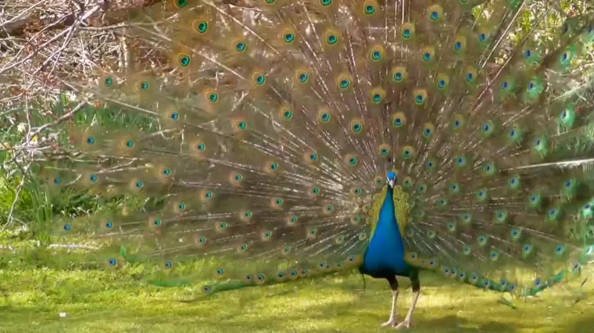 Beautiful peacock dance | rumble video