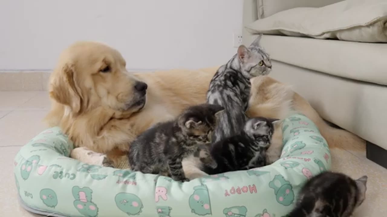 Adorable Kitten Can't Sleep Without Her Golden Retriever