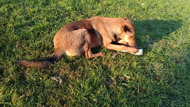 A dog that sleeps on the floor and eats a very interesting shoe, please support