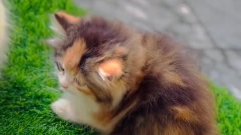 Cat video-cute cat video-funny cat video