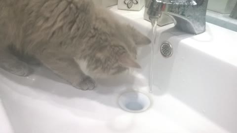 Funny Cat and water