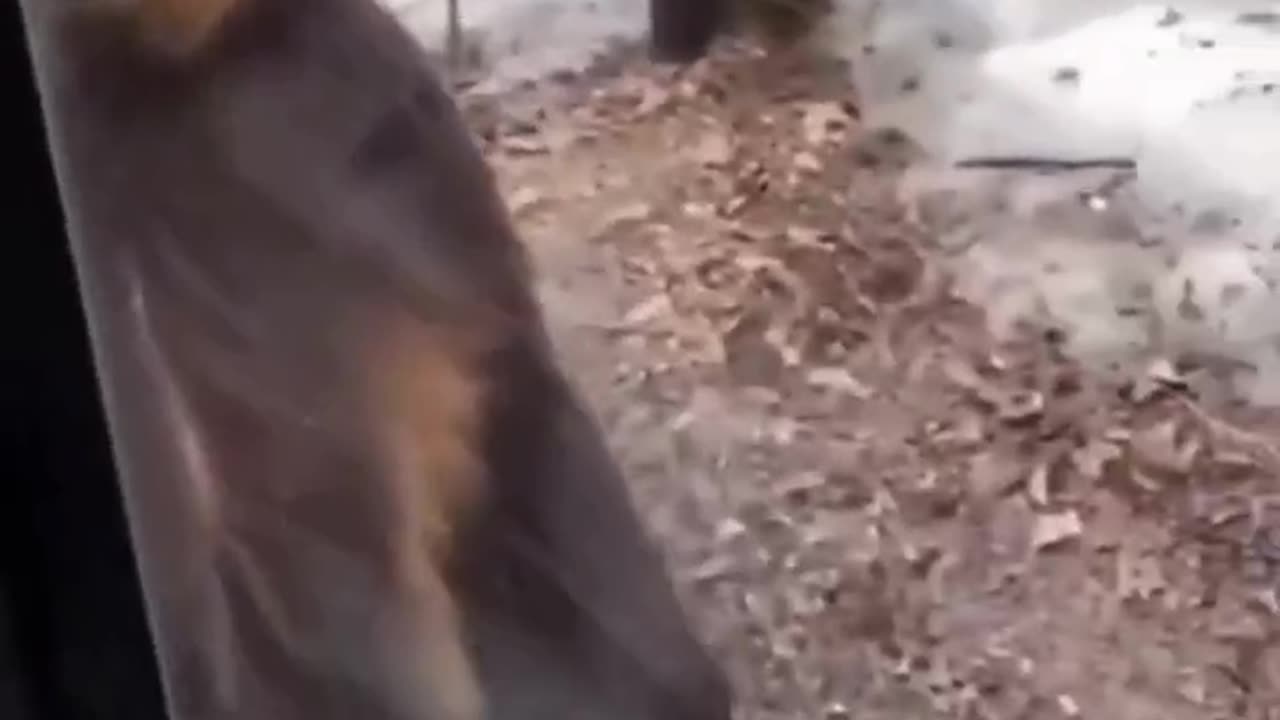 Bear Swag!