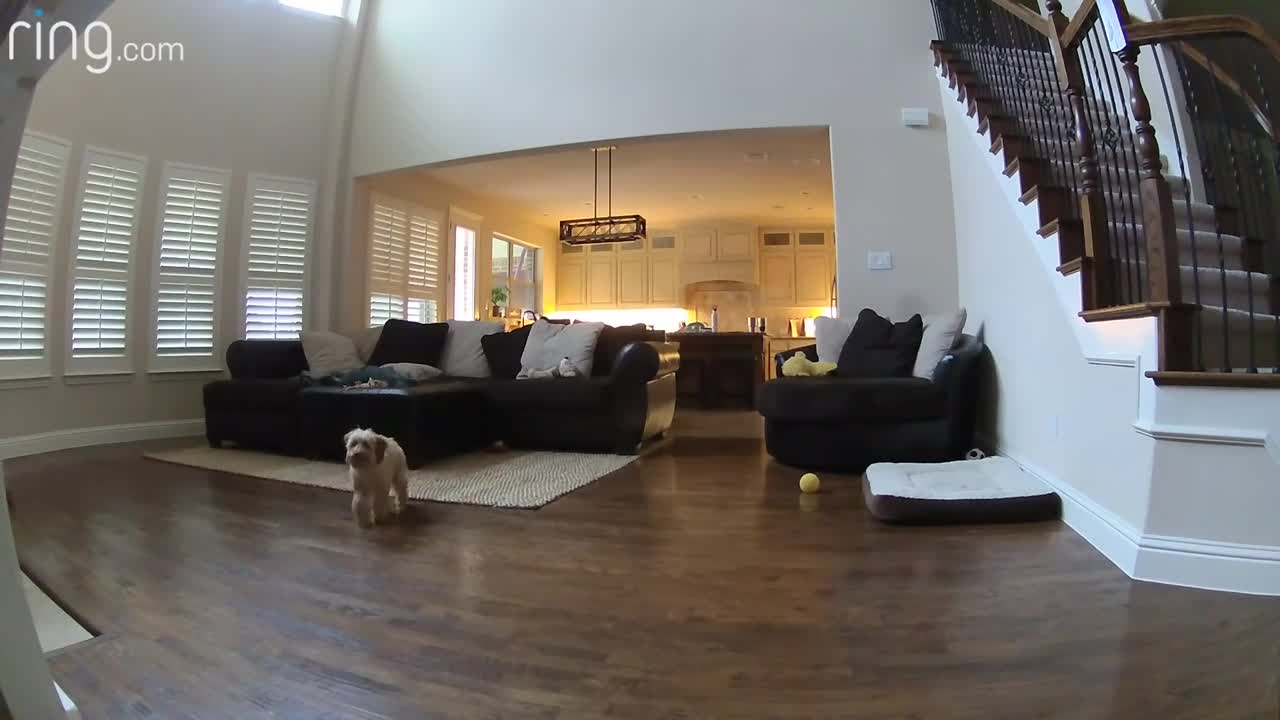 Mini Golden doodle Puppy Gives Her Pet Dad Kisses on a Ring Cam|RingTV