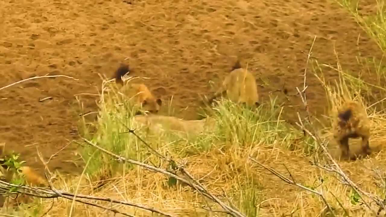 animals times