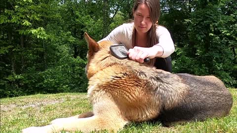 dog training and boarding