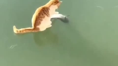 funny animals video 😄