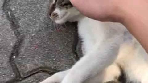 Cute cat enjoying the touch