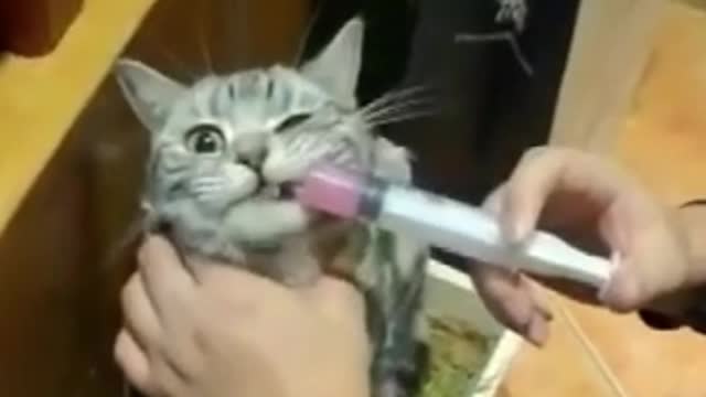 Top best Animals Cate Video Funny ! Aww Animals!