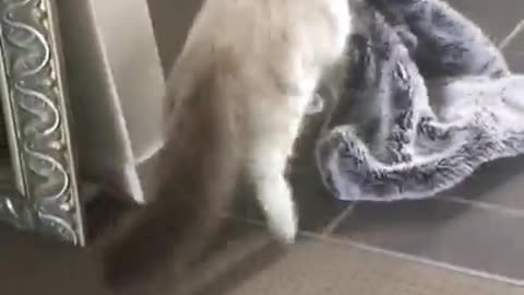 Funny cat video