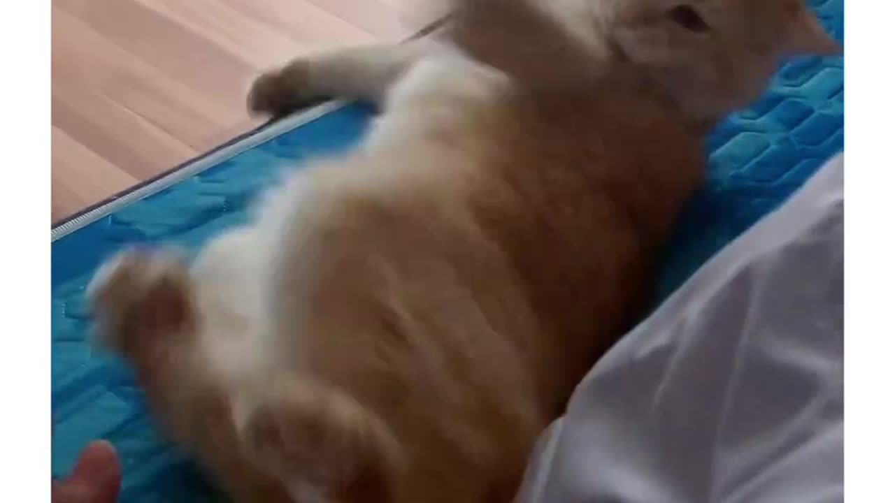 Funny Cat | Cat | Animal