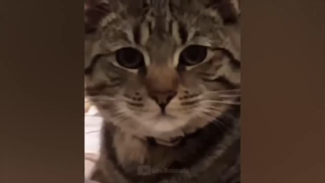 Fun with animals#9