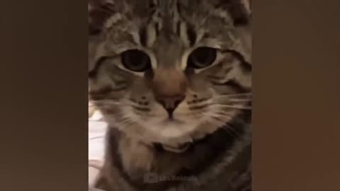 Fun with animals#9